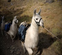 Lama carrying equipments Lama carrying equipments